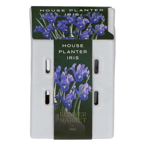 M&S House Planter Iris Bulb