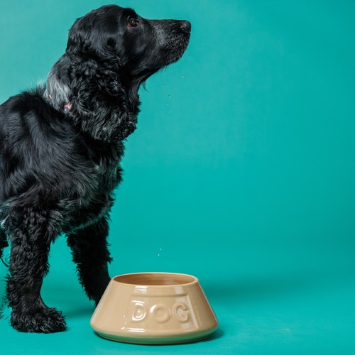 Mason Cash Lettered Dog Non Tip Bowl 21cm