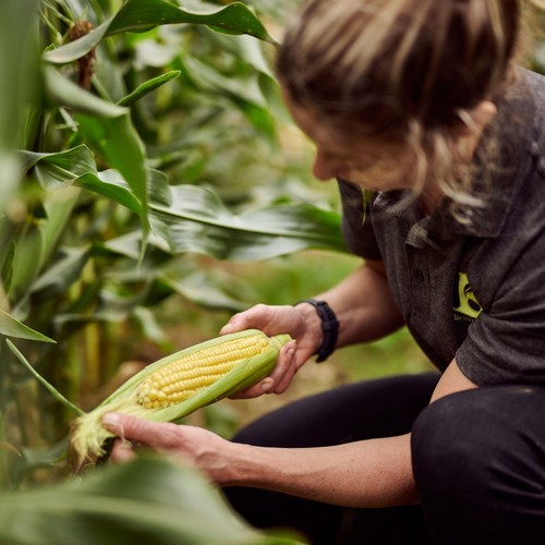 Ocado Corn on the Cob