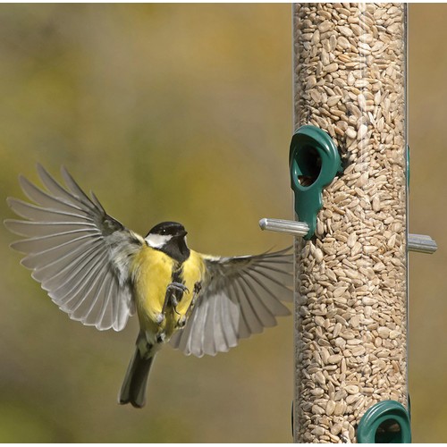 RSPB Sunflower Hearts