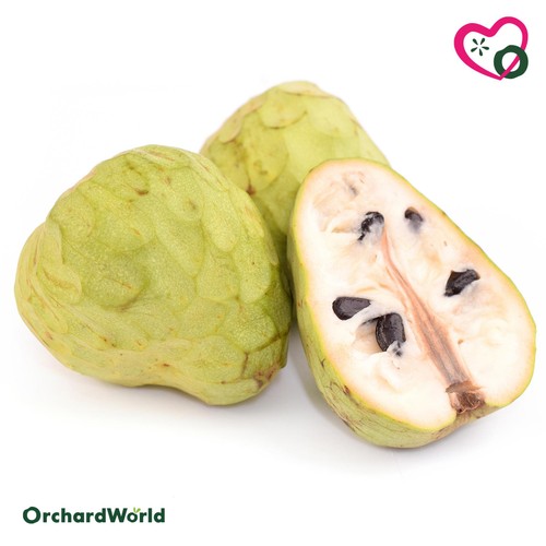 OrchardWorld Organic Ripen at Home Cherimoya (Custard Apple)
