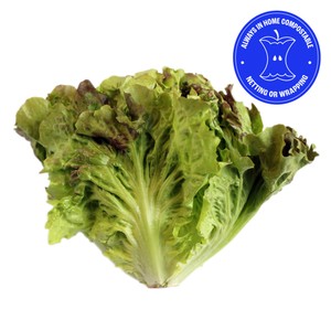 Wholegood Organic British Batavia Lettuce