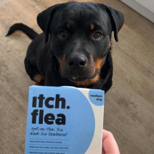 Itch Flea Medium Dog Spot-On Flea & Tick treatment (10-20kg)