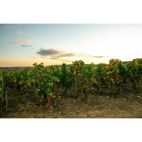 Louis Jadot Chablis