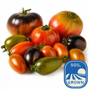 British Heirloom Tomato Selection