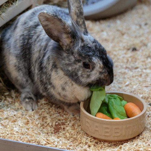 Mason Cash Lettered Rabbit Bowl, 13cm