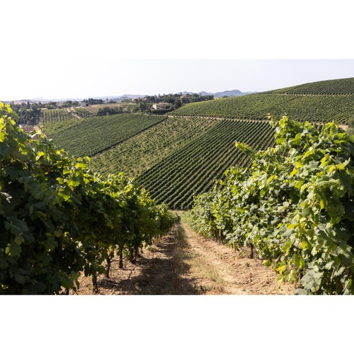 Bricchetto Italian Pinot Grigio Blush Rose