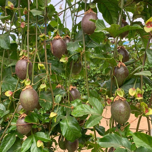 Natoora Organic Spanish Passion Fruit