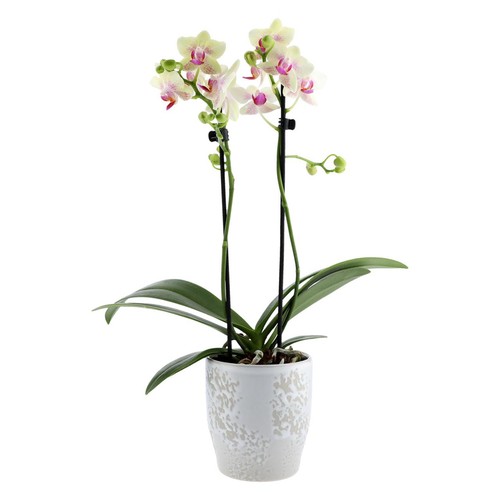 M&S Mini Orchid Ceramic