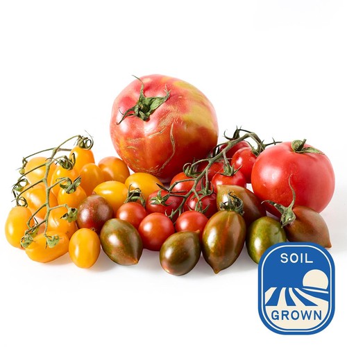 Natoora Seasonal Tomato Selection