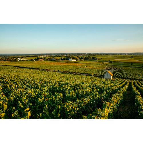 Louis Jadot Pouilly Fuisse