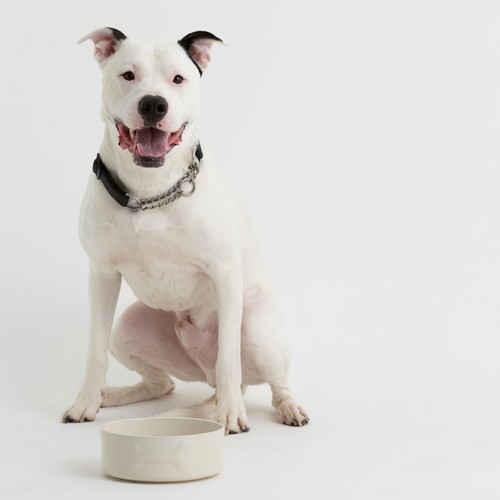 Mason Cash Colour Mix Cream Dog Bowl 20cm
