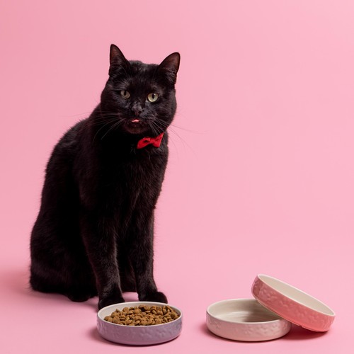 Mason Cash Colour Mix Pink Cat Saucer 13cm