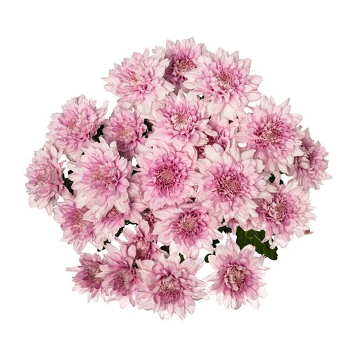 Spray Chrysanthemum