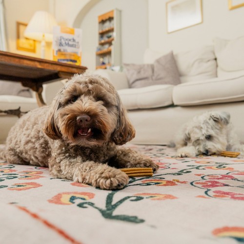 Pooch & Mutt Cheddar Cheese Dental Sticks