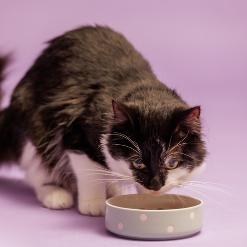 Mason Cash Polka Dot Sage 13cm Pet Bowl
