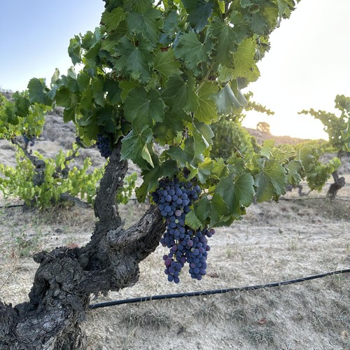 Terra Organica Rioja Crianza