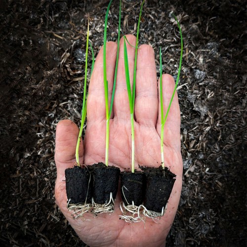 She Grows Veg Leek Bleu de Solaise Seeds