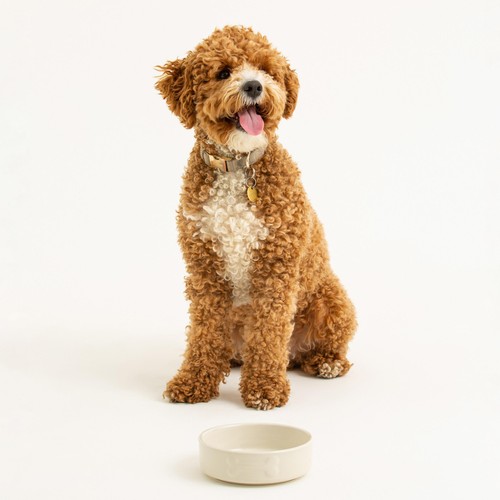 Mason Cash Colour Mix Cream Dog Bowl 15cm