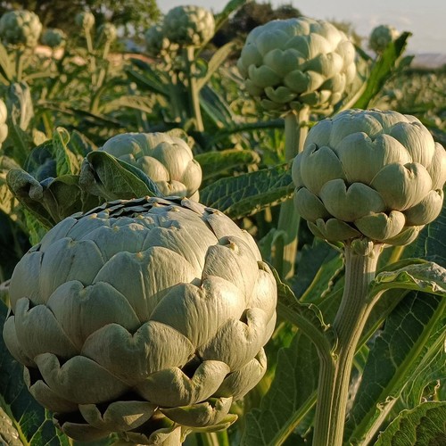 Natoora French Globe Artichoke