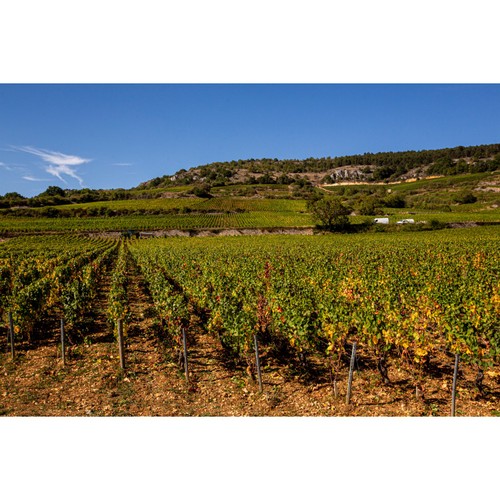 Louis Jadot Meursault