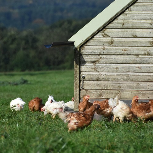 Daylesford Organic Free Range Medium Eggs