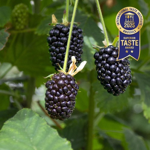BerryWorld Blackberries