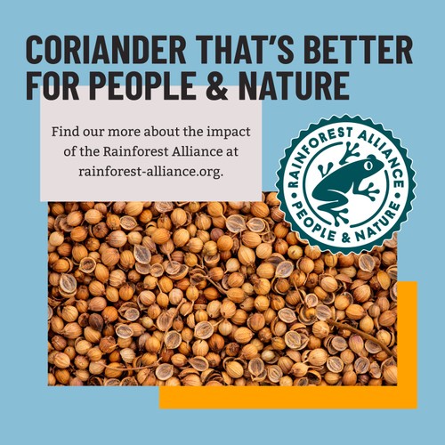 Bart Ground Coriander