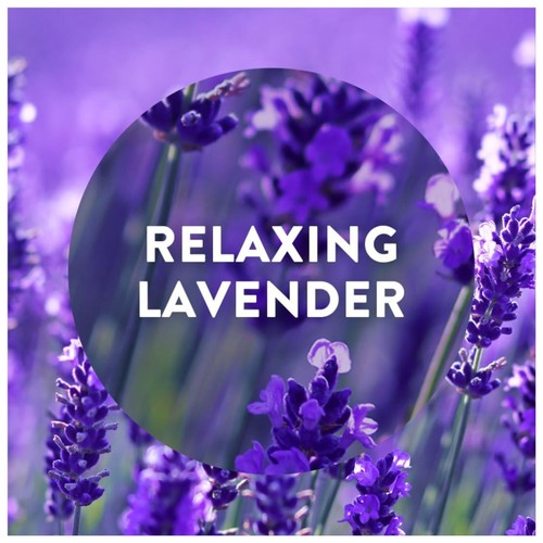 Airwick Purple Lavender Plug In Twin Refill