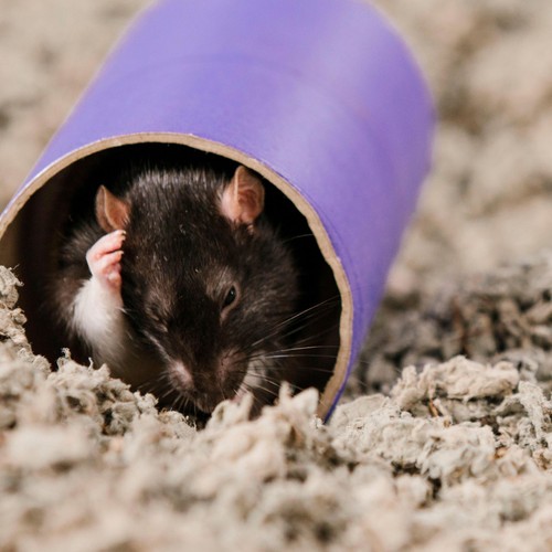 Carefresh Natural Small Pet Bedding