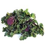 Natoora British Purple Sprouting Broccoli