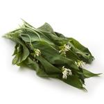 Natoora British Wild Garlic Leaves