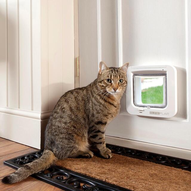 sureflap microchip cat feeder review sureflap microchip cat feeder review