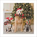 Dogs with Gifts Christmas Card