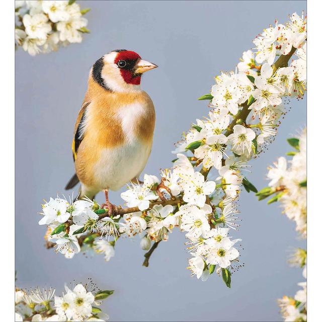 Rspb Goldfinch Blossom Card Pack, 5 Per Pack