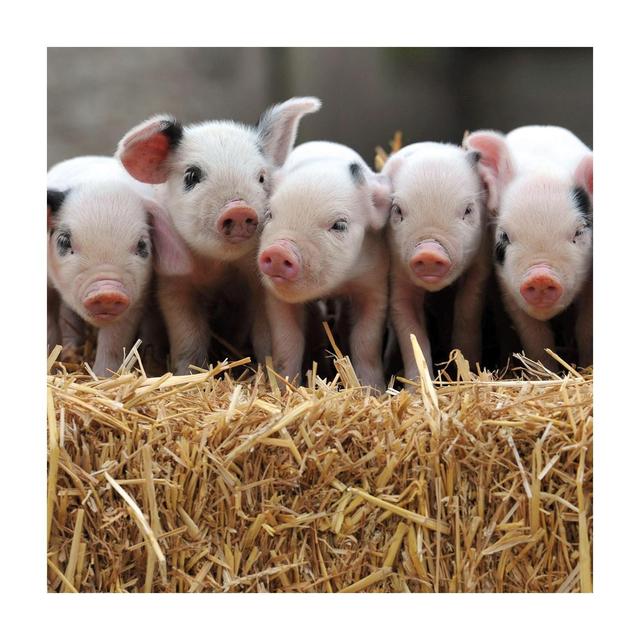Abacus BBC Countryfile Gloucester Old Spot Piglets Card