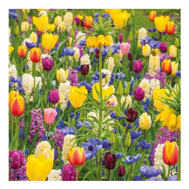 Abacus BBC Gardeners’ World Tulip Meadow Greeting Card