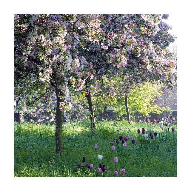 Abacus BBC Gardeners’ World Crab Apples and Tulips Greeting Card