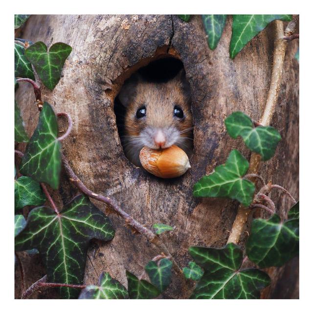 Abacus BBC Springwatch Wood Mouse Greeting Card