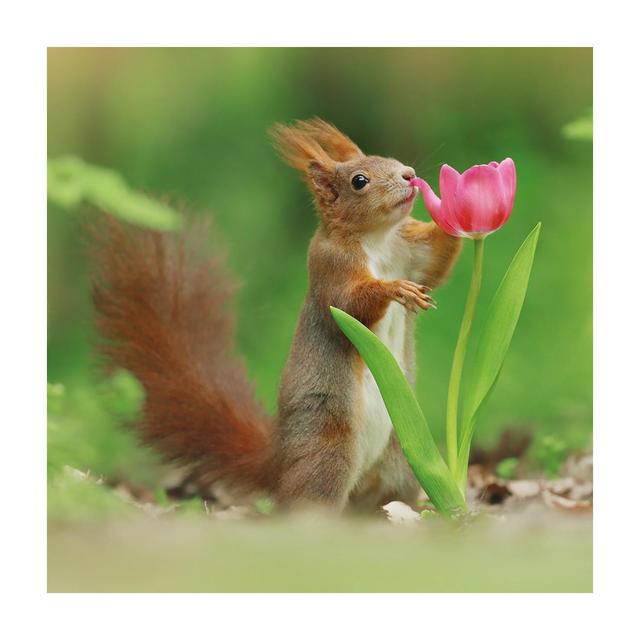 Abacus BBC Springwatch Red Squirrel Greeting Card